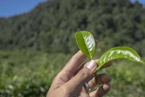 Mann halten Grün Tee Blatt auf das Tee Garten wann Ernte Jahreszeit. das Foto ist geeignet zu verwenden zum industriell Hintergrund, Natur Poster und Natur Inhalt Medien.