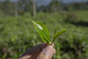 Mann halten Grün Tee Blatt auf das Tee Garten wann Ernte Jahreszeit. das Foto ist geeignet zu verwenden zum industriell Hintergrund, Natur Poster und Natur Inhalt Medien.