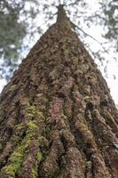 schließen oben Foto Oberfläche Textur von Baum Kofferraum auf Kiefer Wald Cafe. das Foto ist geeignet zu verwenden zum botanisch Hintergrund, Natur Plakate und Natur Inhalt Medien.