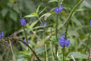 violett Blume auf das Frühling Garten mit verschwommen Hintergrund wann regnerisch Jahreszeit das Foto ist geeignet zu verwenden zum botanisch Hintergrund, Natur Plakate und Natur Inhalt Medien.