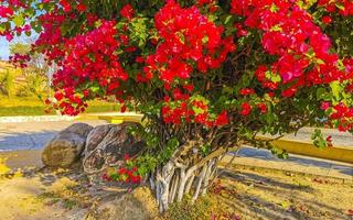 Bougainvillea Rosa rot Blumen Blüten im puerto escondido Mexiko. foto