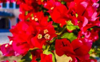 Bougainvillea Rosa rot Blumen Blüten im puerto escondido Mexiko. foto