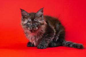 süß Kitty Maine Shag von Farbe schwarz Rauch zwei Monate alt Lügen auf rot Hintergrund und sieht aus beim Kamera foto