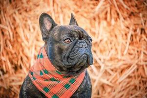 Porträt von ein Französisch Bulldogge auf ein Hintergrund von Stroh. ein Hund im ein Orange Bandana. ein Haustier, ein Tier. foto