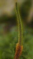 Aloe speciosa . voll Länge von blühen foto