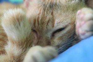 ein schließen oben von ein starren Katze Gesicht foto