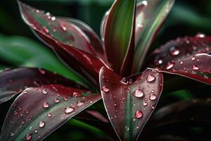 schön Nahansicht von das Cordyline fruticosa, ai generiert foto