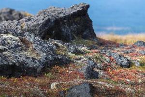 bering Gopher im das Herbst Tundra foto