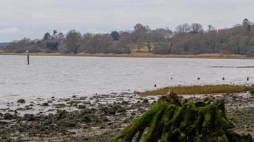 oder gut Fluss ländlich Aussicht beim niedrig Tide foto