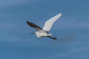 Seidenreiher im Flug foto