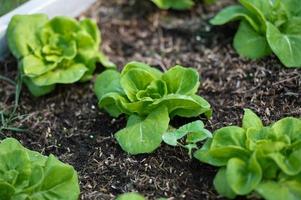 organisch hydroponisch Gemüse Anbau Bauernhof. Grüner Salat Pflanzen wachsend foto