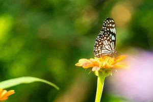 bunt Schmetterling und schön Muster. Schmetterlinge Futter auf Nektar von Blumen im das Morgen. foto