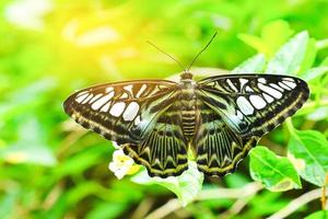 bunt Schmetterling und schön Muster. Schmetterlinge Futter auf Nektar von Blumen im das Morgen. foto