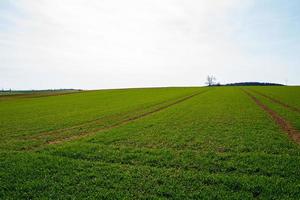 Grün Wiese Abenteuer Panorama Landschaft Hintergrund foto