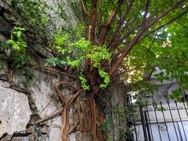 ein Baum befestigt zu oder Reben auf ein Mauer foto