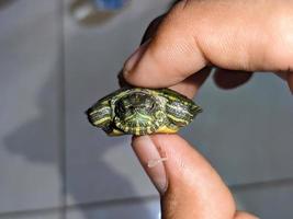 ein schließen oben von trachemys scripta elegans foto