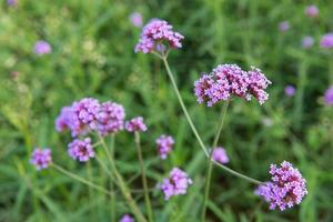 wenig lila Blume im Garten foto