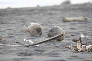 Foto von schwarz Strand Sand während das Tag