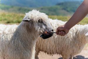 schließen oben von Hand Fütterung Schaf auf draussen Wiese. Schaf im Landschaft Bauernhof. foto