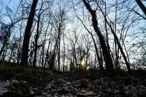 Bäume im Wald foto