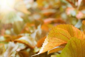 rot braun Blätter Muster zum Sommer- oder Frühling Jahreszeit Konzept, Blatt verwischen texturiert, natur Hintergrund foto