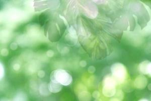 Unscharfes grünes Blattmuster für Sommer- oder Frühlingssaisonkonzept, Blatt mit bokeh strukturiertem Hintergrund foto