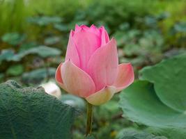 schließen oben groß Taste von einzel, Rosa Lotus, Wasser Lilie, Pastell- Süss Farbe schwebend im das Teich, Grün verlassen Hintergrund, Meditation, friedlich, entspannen, Zen foto