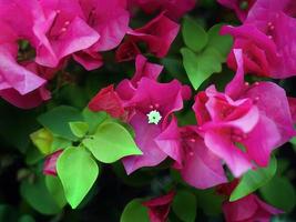 schließen oben von hell Rosa, Magenta, Bougainvilleas Strauß Blumen Blühen auf Baum, Blumen- Hintergrund foto