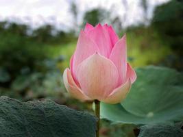 schließen oben groß Taste von einzel, Rosa Lotus, Wasser Lilie, Pastell- Süss Farbe schwebend im das Teich, Grün verlassen Hintergrund, Meditation, friedlich, entspannen, Zen foto