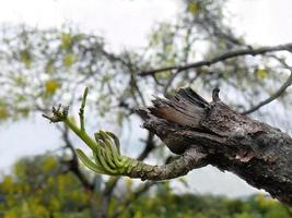 selektiv Fokus, Neu Leben von Grün jung schießt wachsend von alt gebrochen Stümpfe, Wiedergeburt, Geschäft Wachstum Konzept, Neu Kreis, verschwommen Hintergrund foto