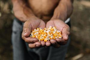 gelbes reifes Maiskorn in der Hand des alten Bauern mit Bauernhof für das Konzept der industriellen Landwirtschaft des Kopierraums foto