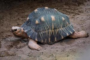 Strahlenschildkröte, die auf dem Boden läuft, Astrochelys radiata. vom Aussterben bedrohte Schildkrötenart, endemisch auf Madagaskar. foto