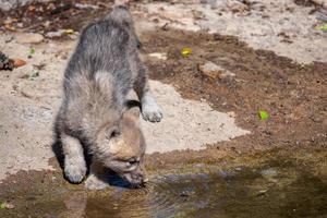 Arktis Wolf Jungtier Trinken Wasser, Canis Lupus Arctos foto