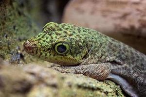 stehen Tag Gecko, Phelsuma steheni foto