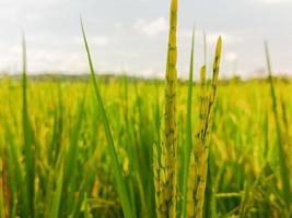 schließen oben zu thailändisch Reis Saat im Ohr von paddy.schön golden Reis Feld und Ohr von Reis. foto