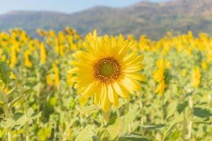 natürlicher hintergrund des gelben sonnenblumenfeldes foto