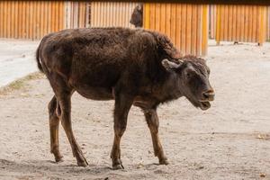 junger schöner Bison foto