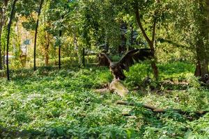 greife in der nahaufnahme des grünen grases foto