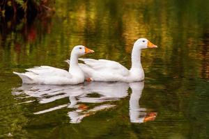 schön Paar von Gänse schwebend auf Wasser foto