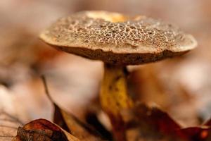 schöne pilze unter gelben, orangefarbenen waldblättern foto