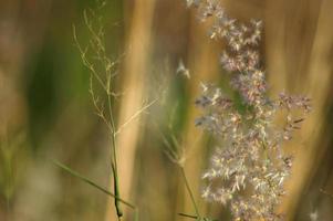 Gras Blumen im Natur Das aussehen harmonisch. foto