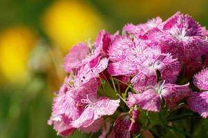 verschwommen Hintergrund von Dianthus Bodendecker foto