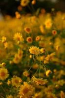 Gelb Kosmos Blumen im das Abend Licht foto