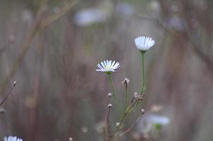 Weiß Gras Blumen entlang das Straße gegen das braun Auflösung Hintergrund, es sieht aus düster. foto