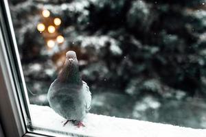 Pidgeon in der Nähe eines Fensters foto