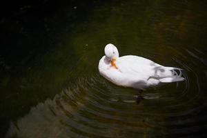 Weiß Ente im das Teich foto