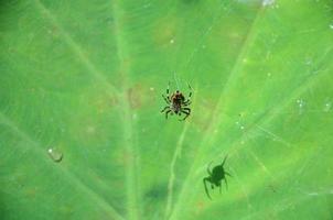 Spinne ist auf das Netz foto