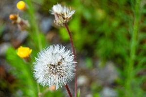 schöner wild wachsender Blumensamen-Löwenzahn auf der Hintergrundwiese foto