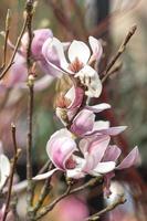 ein Nahansicht Foto von ein Blühen Magnolie ist einer von das zuerst Frühling blühen Jahreszeiten