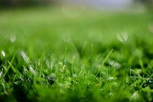 Grün Rasen Gras Nahansicht von das Blätter von das Gras. Natur Erhaltung ohne Umwelt Verschmutzung, sauber Luft foto